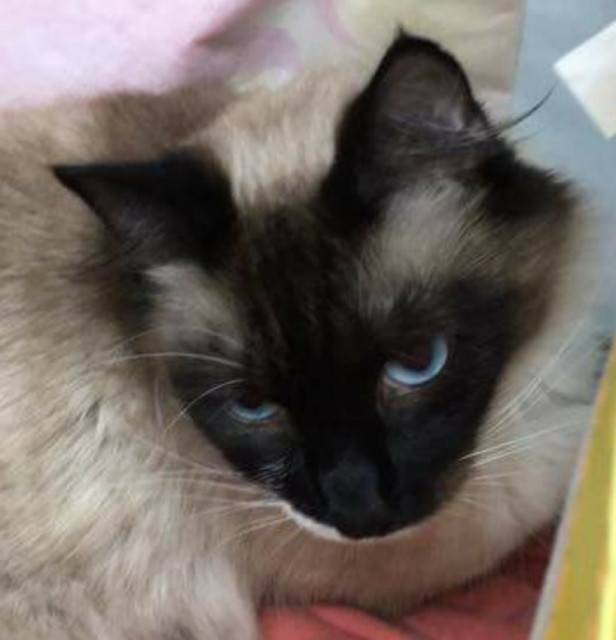 hercules - Mâle (3 ans)