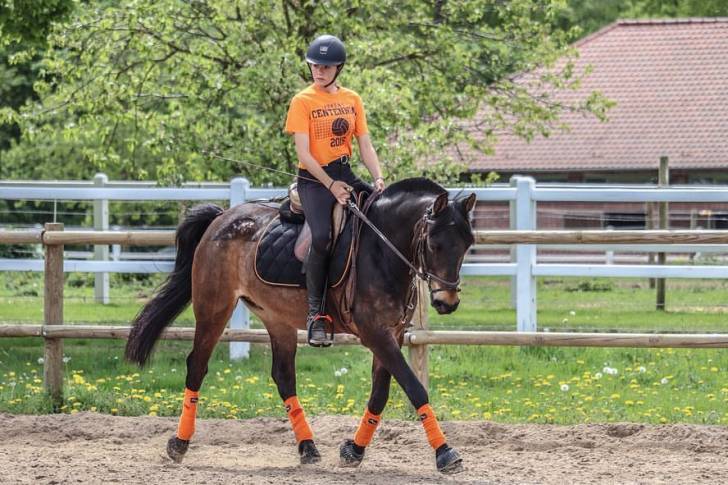 Pegaz de Monsures - Mâle (16 ans)