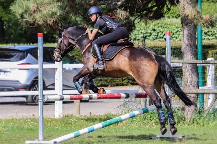 Pegaz de Monsures - Mâle (15 ans)