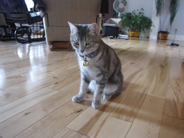 Miss Kikine - (7 mois)