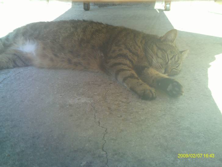 Minette - (7 ans)