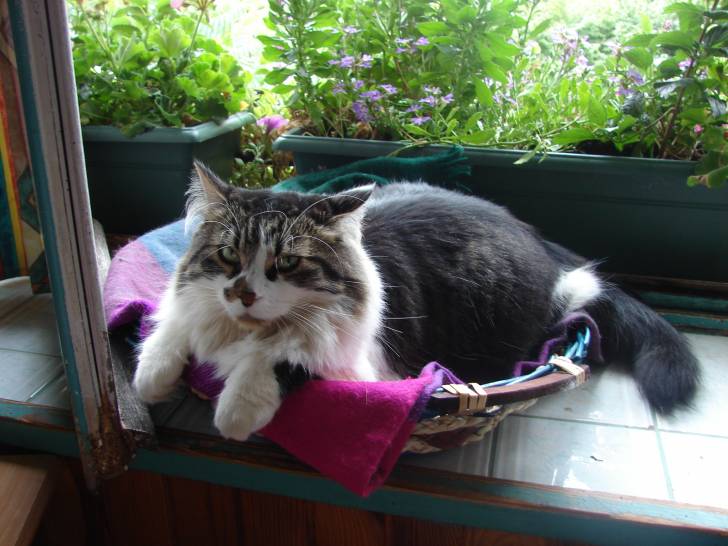 Tigrou au repos - Mâle (5 ans)