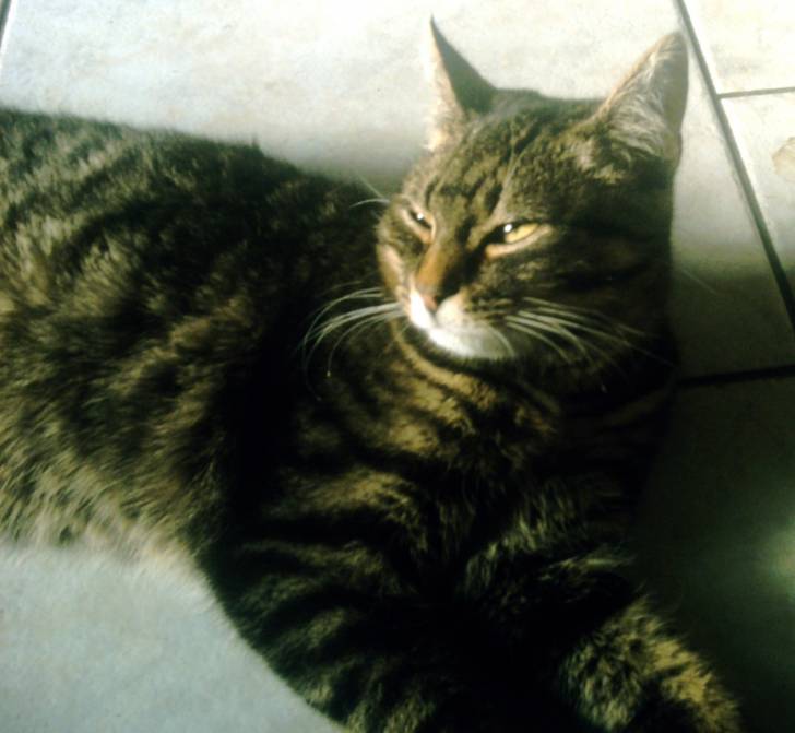 caline - (3 ans)
