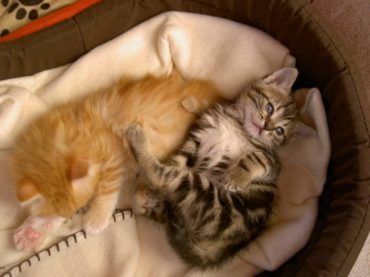 peipette et garfield - (1 mois)