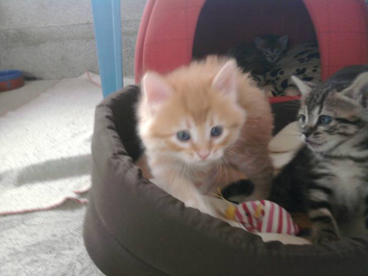 garfield et peipette -