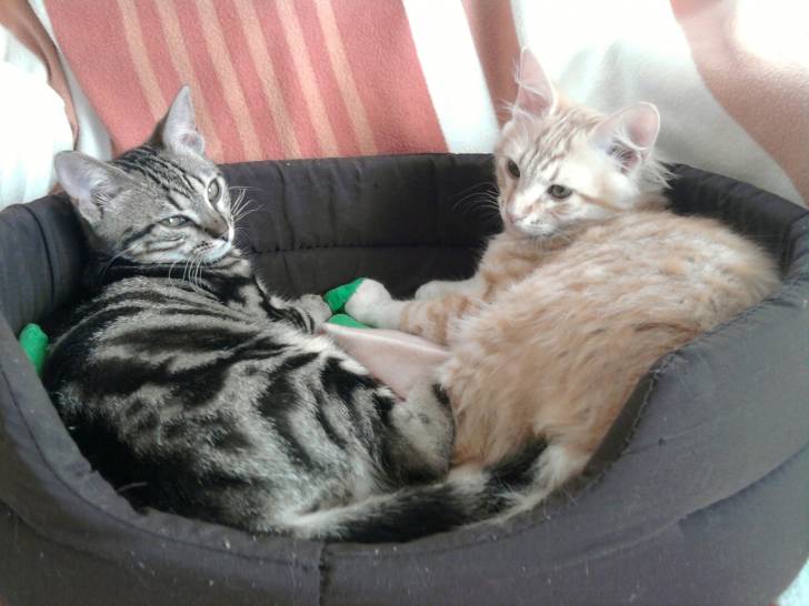 garfield et peipette maintenant -