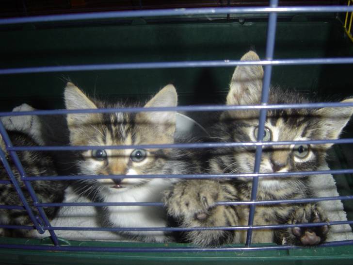 mes chatons - (2 mois)