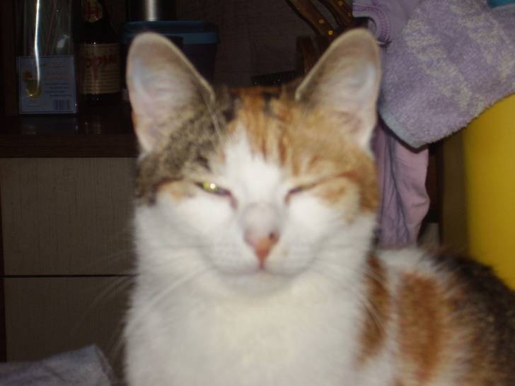 arlequine -