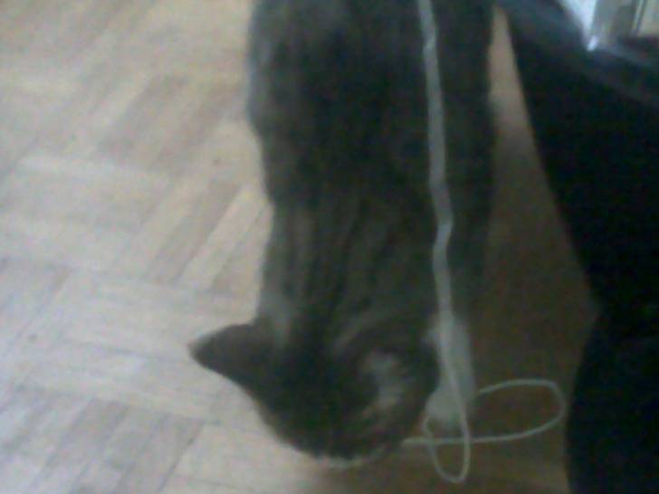 Toulouse. x3 - Mâle (2 ans)