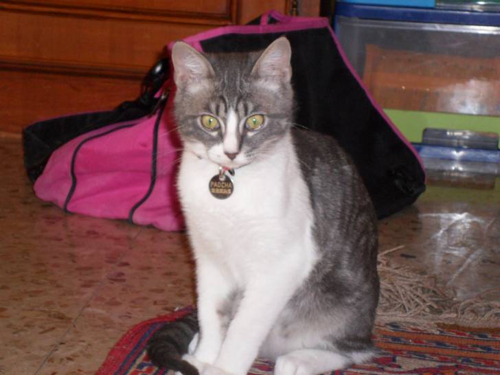 Flip - Mâle (5 mois)