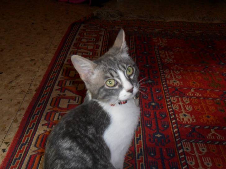Flip - Mâle (5 mois)
