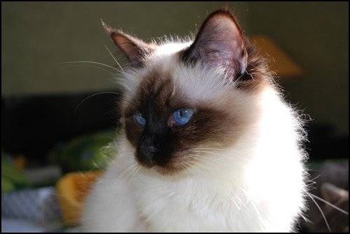 Dolce - (3 ans)