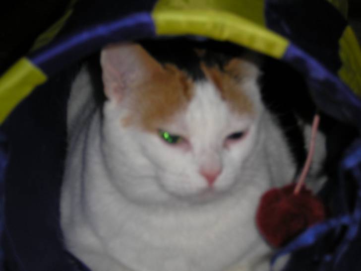 Gizmo - (6 ans)