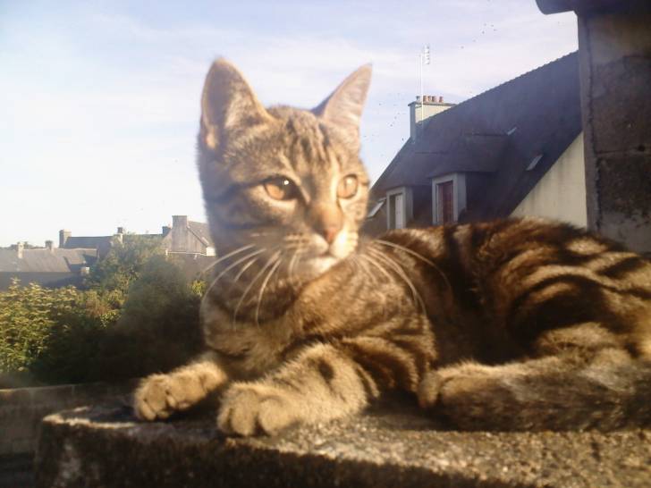 Capucine - (9 mois)
