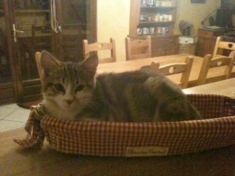 Friskette - (6 mois)