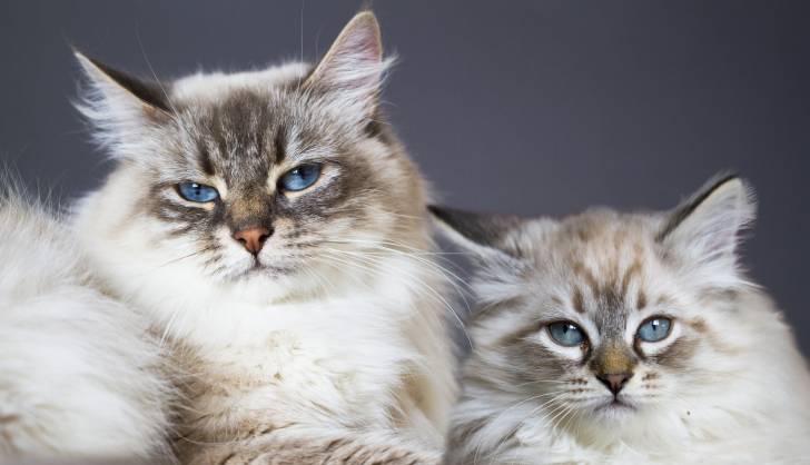 Une maman Neva Masquerades et son chaton assis côte à côte