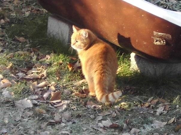 Bruno - Mâle (3 ans)