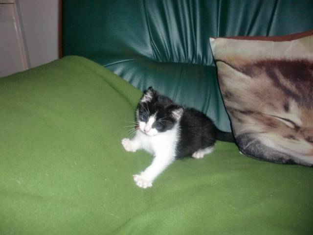 clochette - (5 mois)