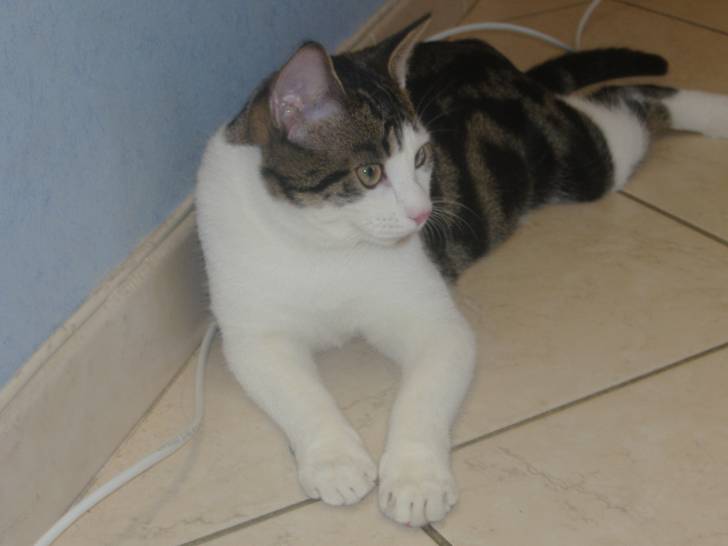 piffo - Mâle (2 ans)