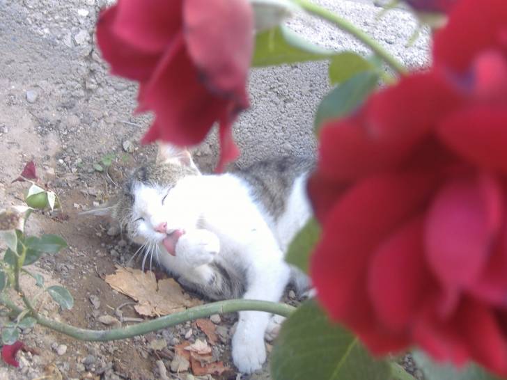 mere des deux chatons ( noir et blanc,tigrés) - (1 an)
