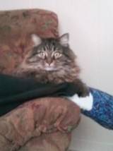 bibi - Mâle (6 ans)