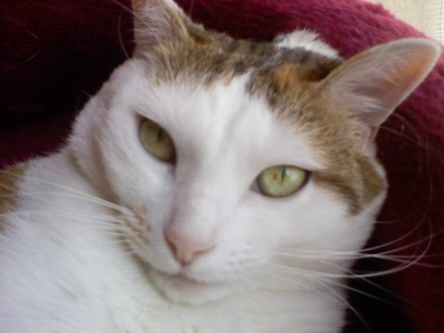 Vanille - (7 ans)