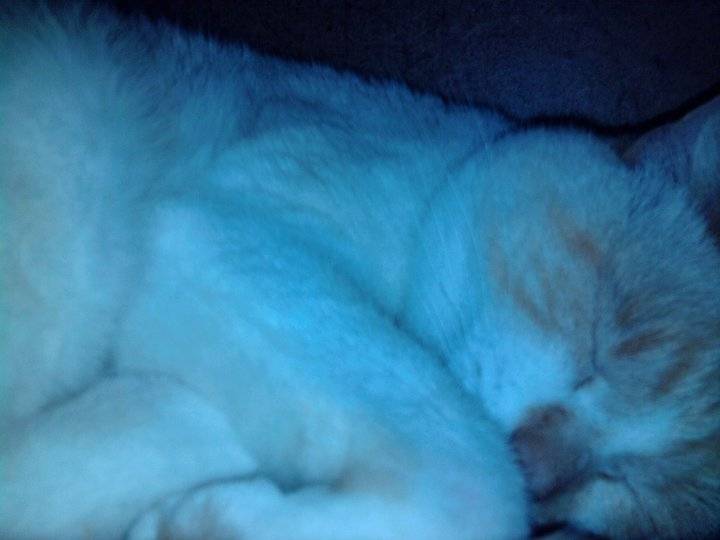 Lilou - (5 ans)