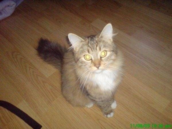 Minette - (1 an)