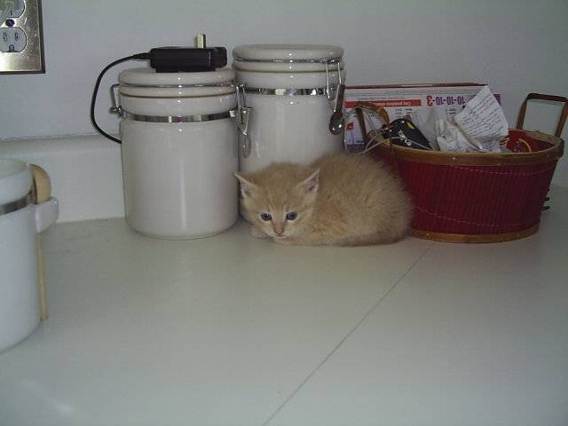 Lucky bébé - Mâle
