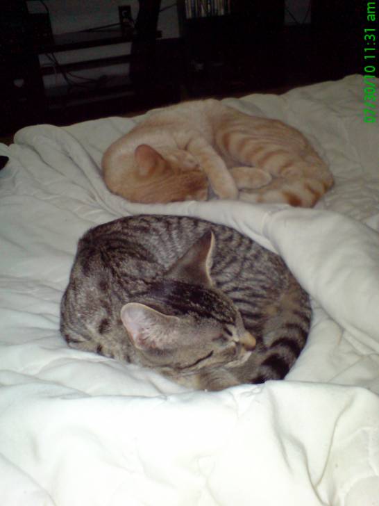 Lucky et Moonlight endormie - Mâle