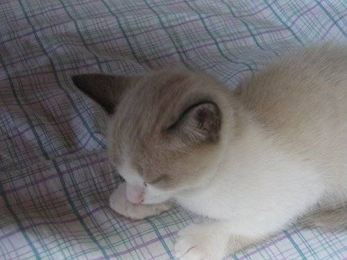 Skitty - Mâle