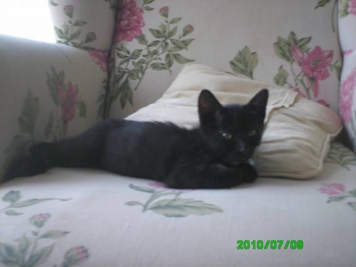 Shiba - (6 mois)