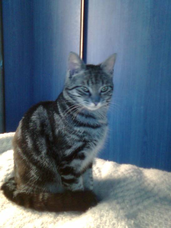 kitty pose - (3 ans)
