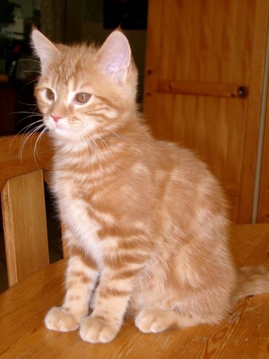 Kitty - (5 mois)
