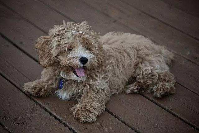 Un Westiepoo regardant à gauche et assis sur un parquet