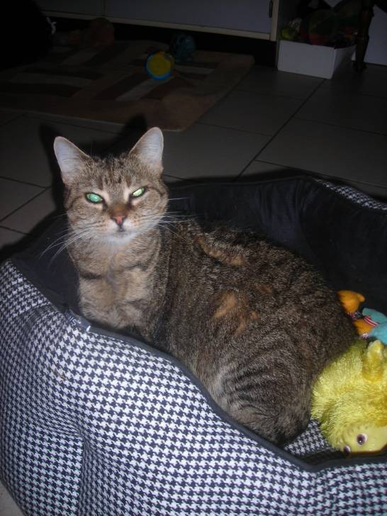 caline - (6 ans)