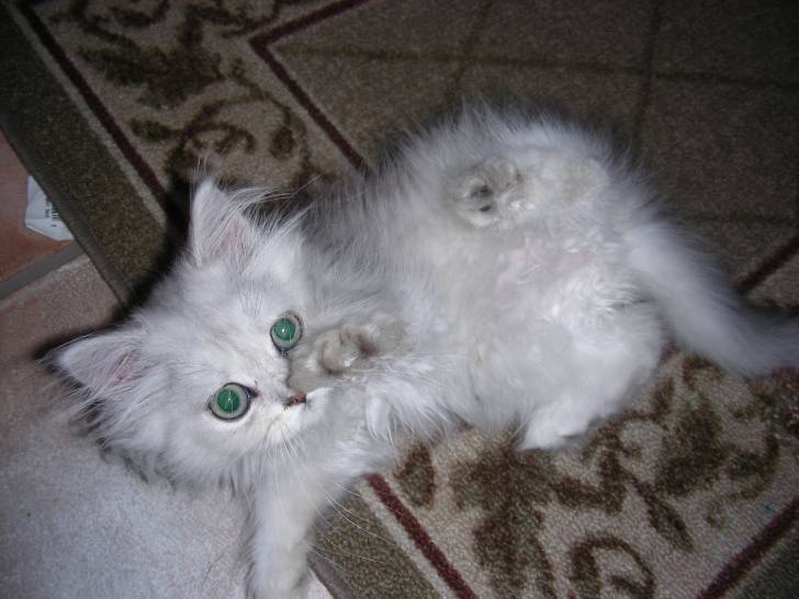 mini - (2 mois)