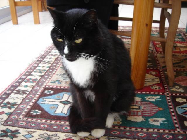 figaro - Mâle (16 ans)