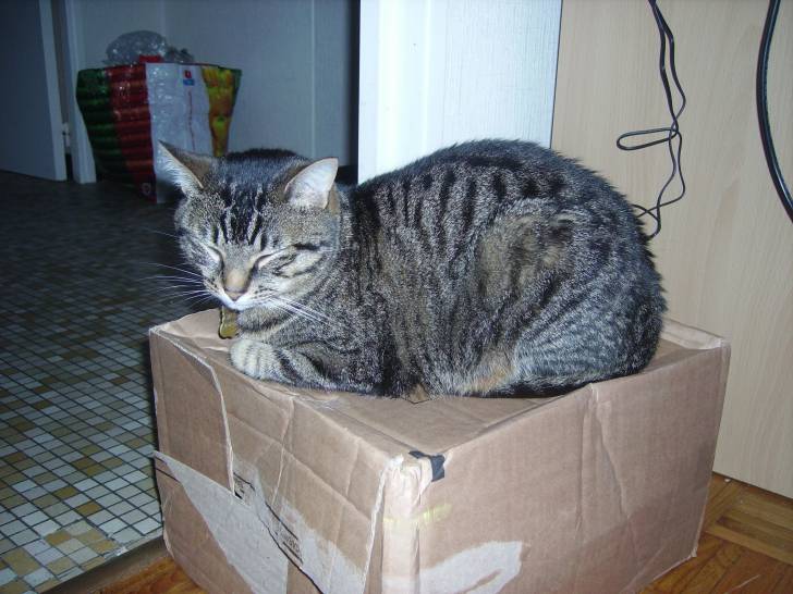 Caillou - Mâle (3 ans)
