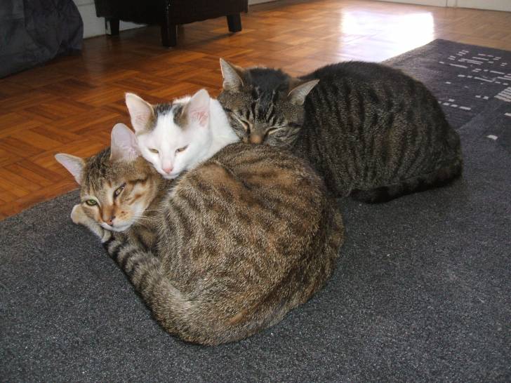 Mes 3 chats -