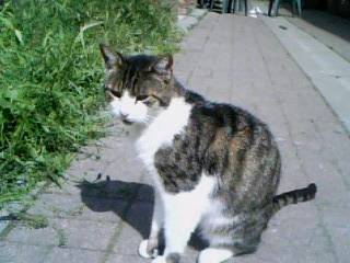 piksi - Mâle (5 ans)