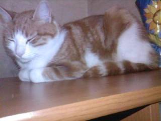 Caramel - Mâle (5 ans)