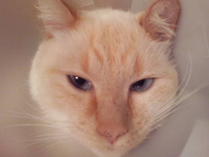 Bounty - Mâle (4 ans)