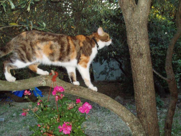 Nikita - (3 ans)