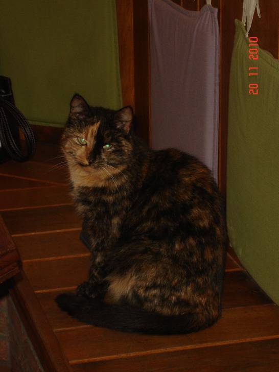 Shana - (3 ans)