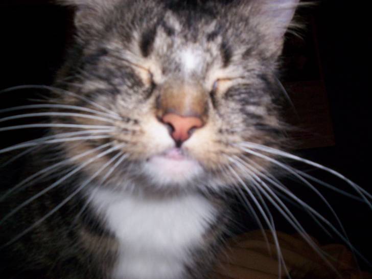 Ma chatte Mitaine - (1 an)