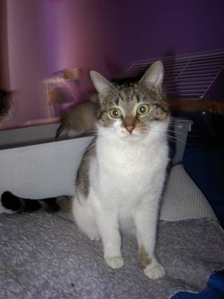 Chipie - (1 an)