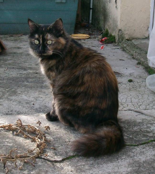 Plume - (11 mois)