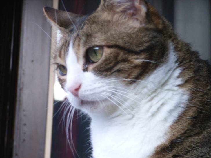 Minette - (13 ans)