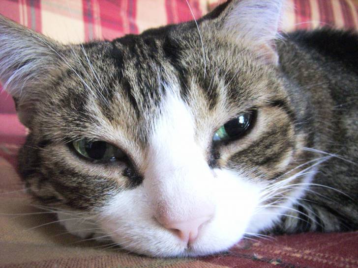 Minette - (13 ans)